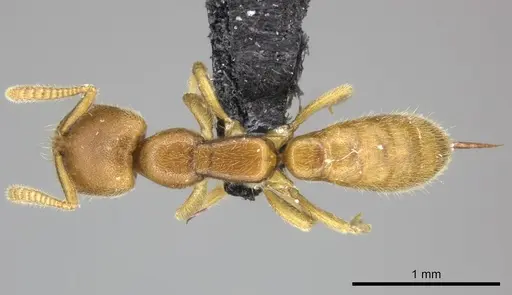 Adetomyrma caputleae - CASENT0227993