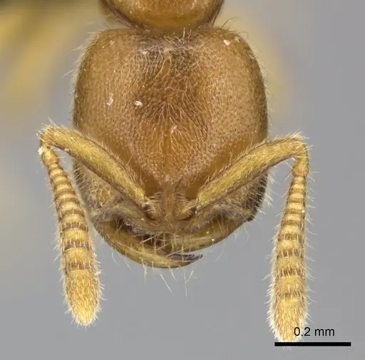 Adetomyrma caputleae - CASENT0227993