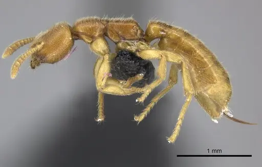 Adetomyrma caputleae - CASENT0227993