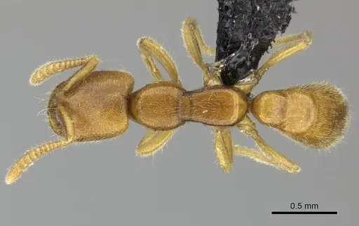 Adetomyrma caputleae - CASENT0227994