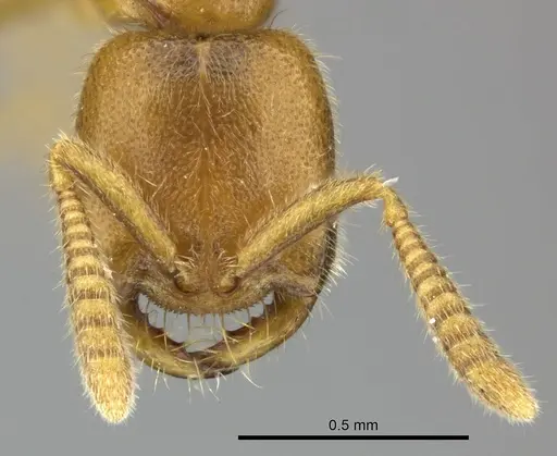 Adetomyrma caputleae - CASENT0227994