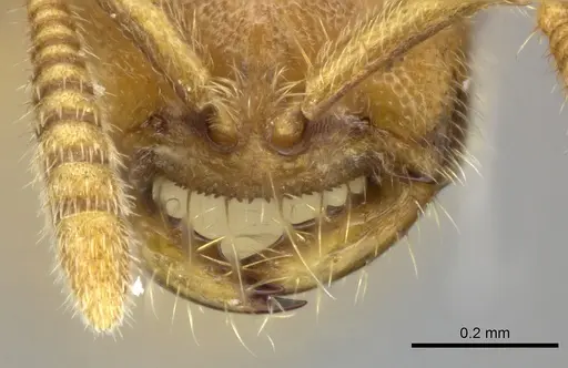 Adetomyrma caputleae - CASENT0227994