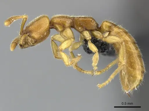 Adetomyrma caputleae - CASENT0227994