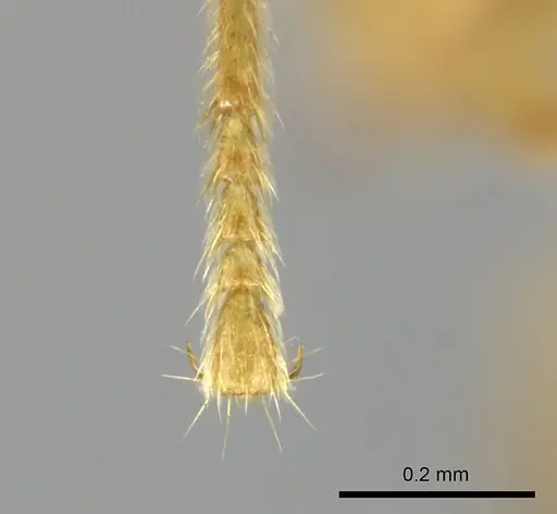 Adetomyrma caputleae - CASENT0227994