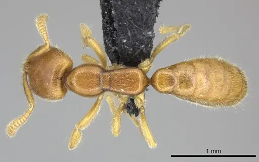 Adetomyrma caputleae - CASENT0227995