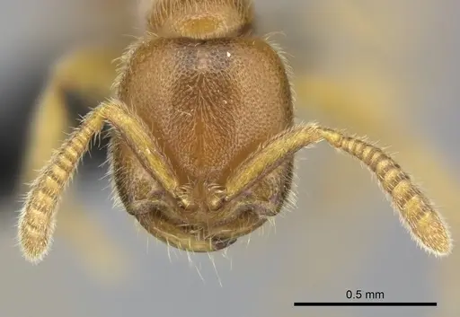 Adetomyrma caputleae - CASENT0227995