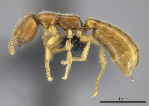 Adetomyrma caputleae - CASENT0227995