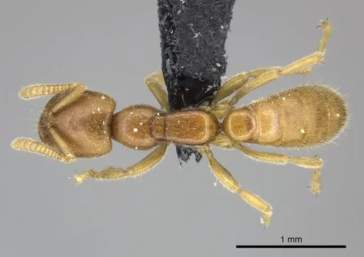 Adetomyrma caputleae - CASENT0227996