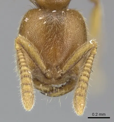 Adetomyrma caputleae - CASENT0227996