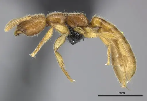 Adetomyrma caputleae - CASENT0227996