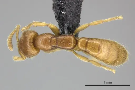 Adetomyrma caputleae - CASENT0227997