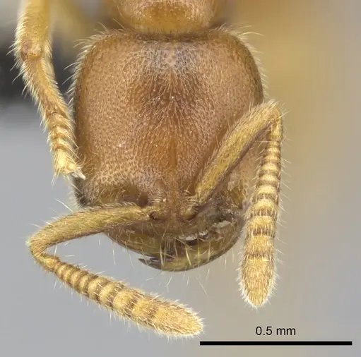 Adetomyrma caputleae - CASENT0227997