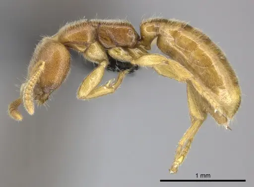 Adetomyrma caputleae - CASENT0227997