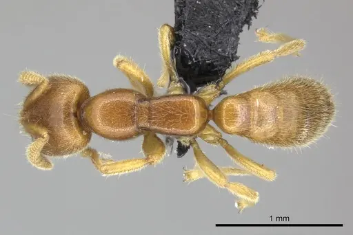 Adetomyrma caputleae - CASENT0227998