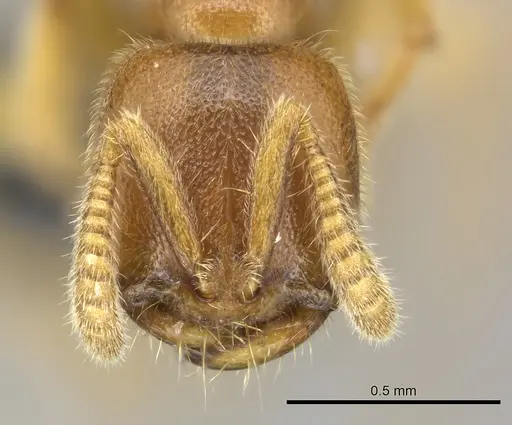 Adetomyrma caputleae - CASENT0227998