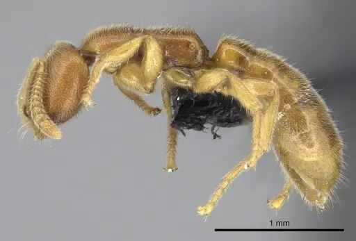 Adetomyrma caputleae - CASENT0227998