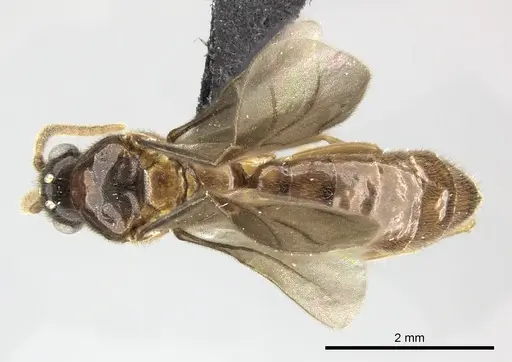 Adetomyrma caputleae - CASENT0227999