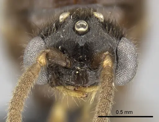 Adetomyrma caputleae - CASENT0227999