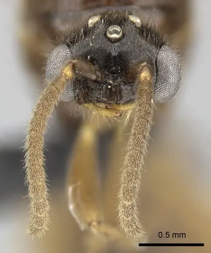 Adetomyrma caputleae - CASENT0227999