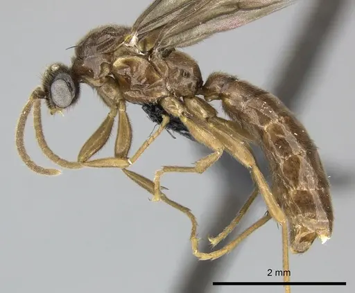 Adetomyrma caputleae - CASENT0227999