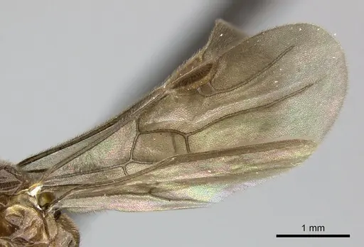 Adetomyrma caputleae - CASENT0227999