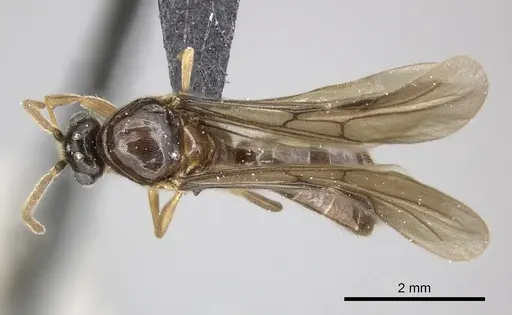 Adetomyrma caputleae - CASENT0247048