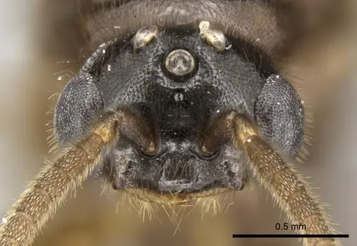 Adetomyrma caputleae - CASENT0247048