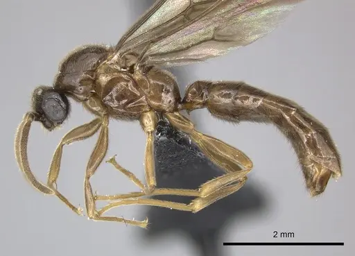 Adetomyrma caputleae - CASENT0247048