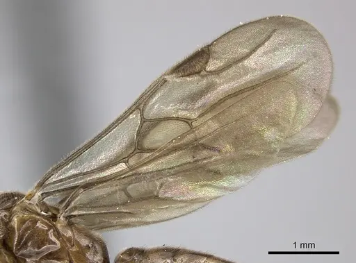 Adetomyrma caputleae - CASENT0247048