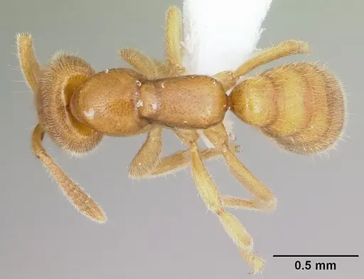 Adetomyrma caputleae - CASENT0410493