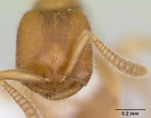 Adetomyrma caputleae - CASENT0410493