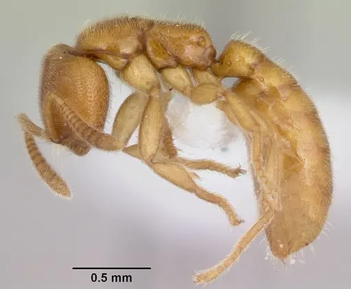 Adetomyrma caputleae - CASENT0410493