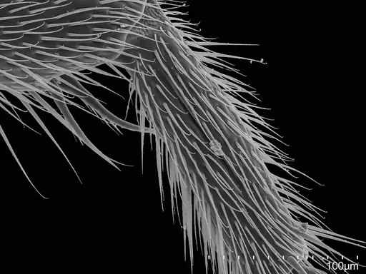 Adetomyrma caputleae - CASENT0410493