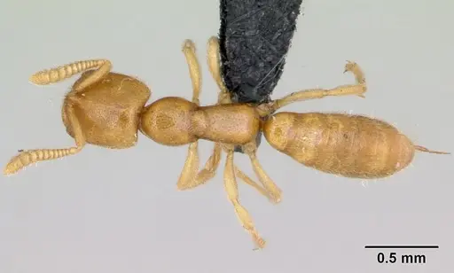 Adetomyrma caputleae - CASENT0491481