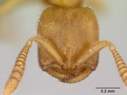 Adetomyrma caputleae - CASENT0491481