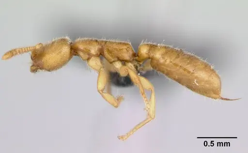 Adetomyrma caputleae - CASENT0491481