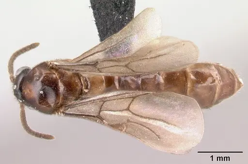 Adetomyrma caputleae - CASENT0493920