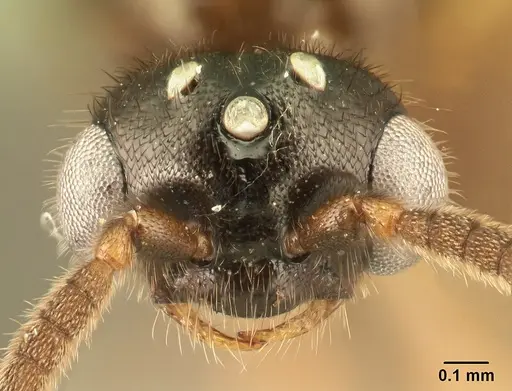 Adetomyrma caputleae - CASENT0493920