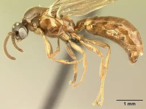 Adetomyrma caputleae - CASENT0493920