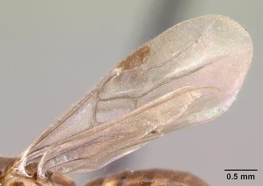 Adetomyrma caputleae - CASENT0493920