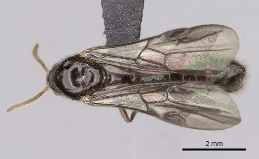 Adetomyrma cassis specimen