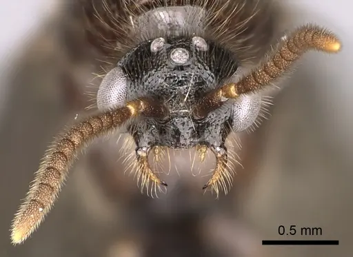 Adetomyrma cassis specimen