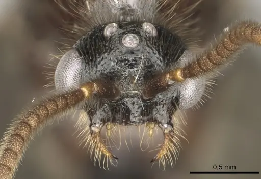 Adetomyrma cassis specimen