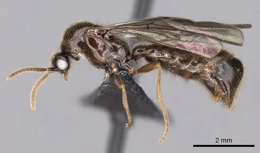 Adetomyrma cassis - CASENT0163620