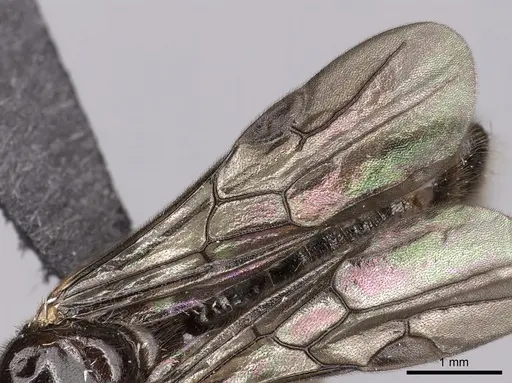 Adetomyrma cassis - CASENT0163620