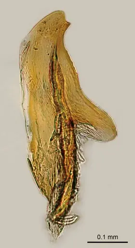 Adetomyrma caudapinniger specimen