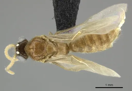 Adetomyrma cilium specimen