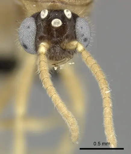 Adetomyrma cilium specimen