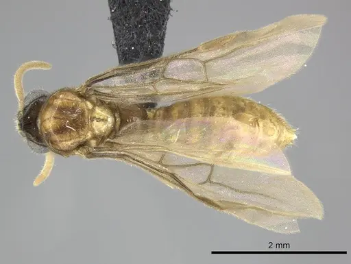 Adetomyrma clarivida specimen