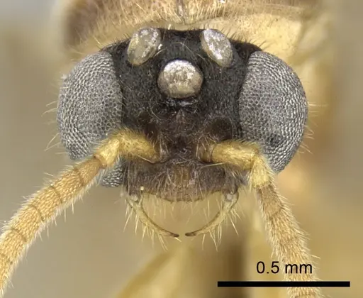 Adetomyrma clarivida specimen